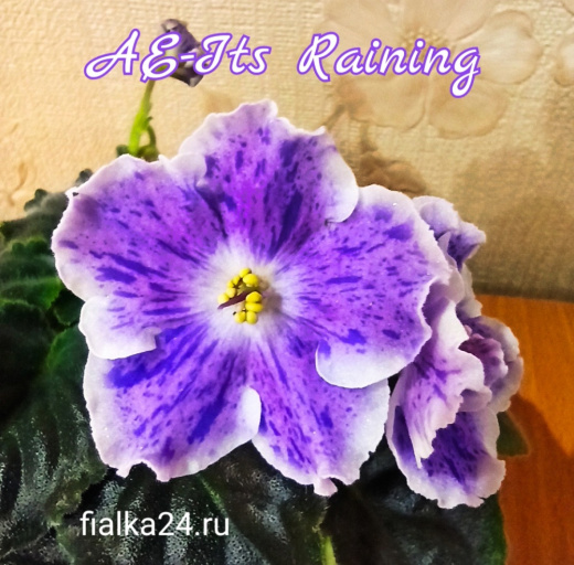 АЕ-It's Raining