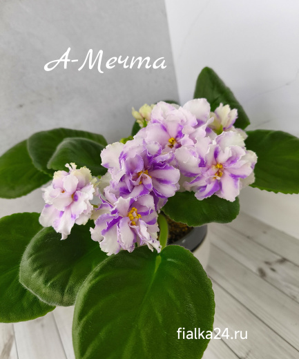 А-Мечта (А.Кошкарева)