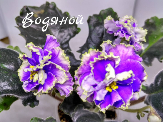 Водяной (Дадоян)