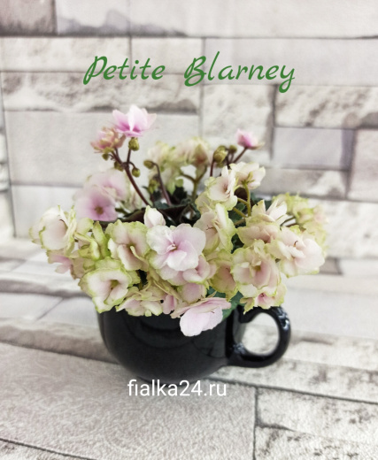 Petite Blarney (Pitman)