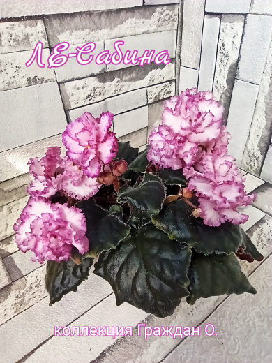 ЛЕ-Сабина