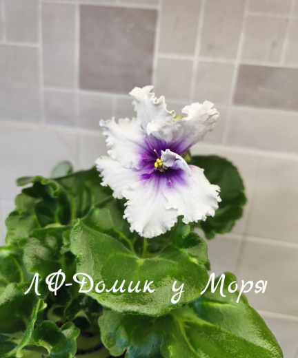 ЛФ-Домик у Моря