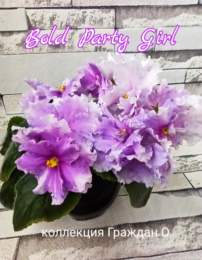 Bold Party Girl (LLG/Sorano)