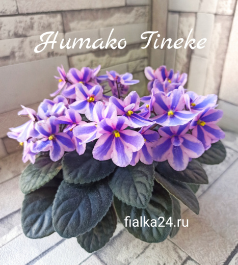 Humako Tineke