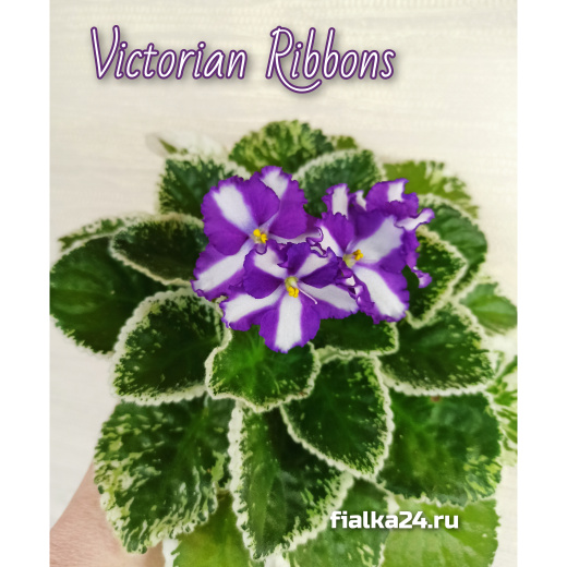 Victorian Ribbons (Sorano)