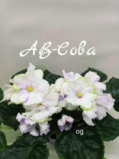 АВ-Сова