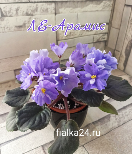 ЛЕ-Арамис