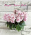 Morgan’s Maeves Blush (Eros)