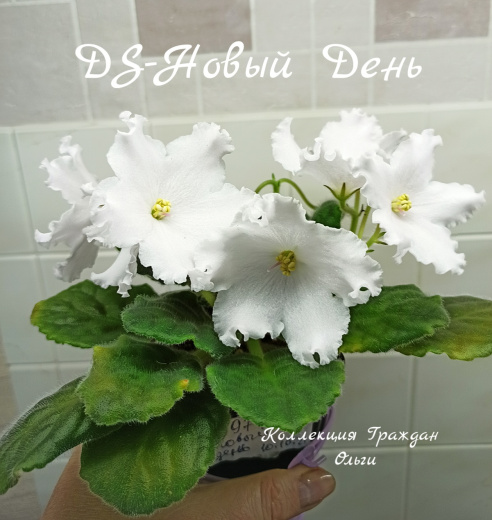 DS-Новый День