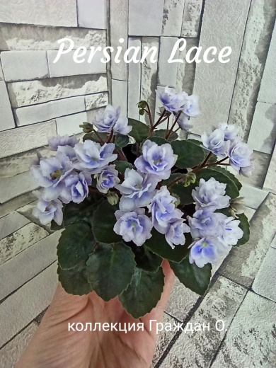 Persian Lace (Sorano)
