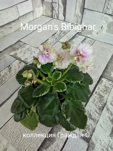 Morgan's Bibighar (Eros)