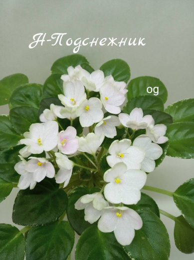 Н-Подснежник 