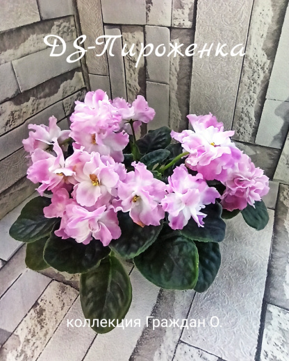 DS-Пироженка