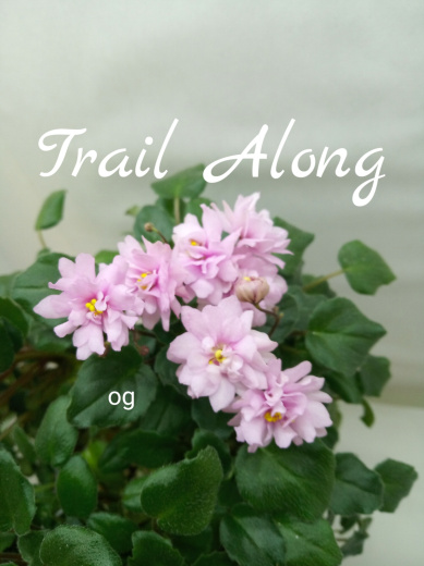 Trail Along (Lyon)