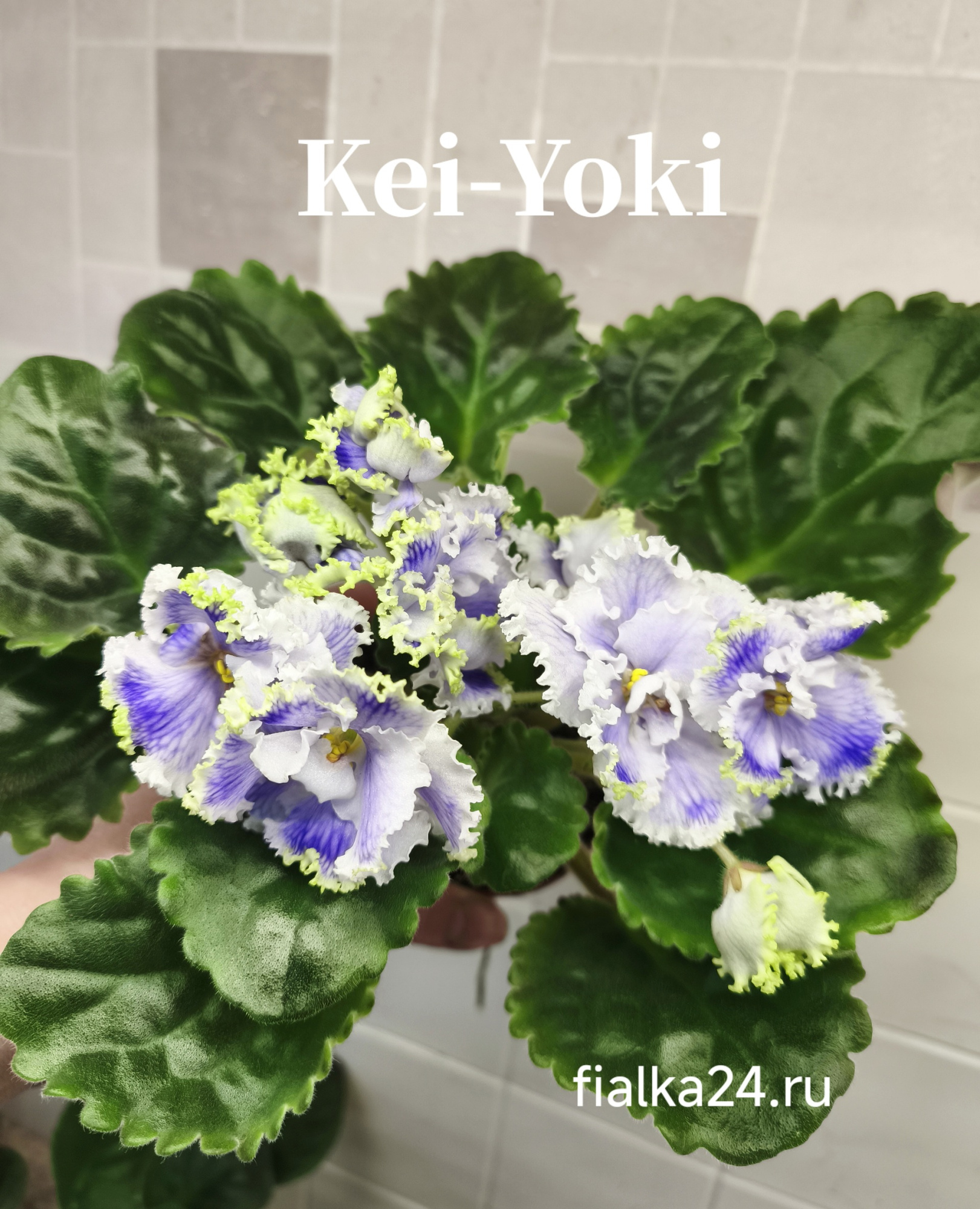 Kei-Yoki (Horikoshi/Shinohara)