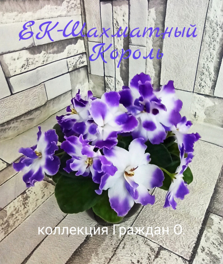 ЕК-Шахматный Король