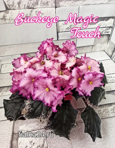 Buckeye Magic Touch (Hancock)