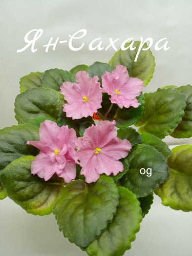 Ян-Сахара
