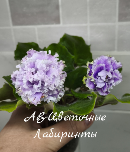 АВ-Цветочные Лабиринты