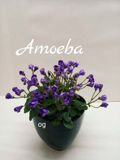 Amoeba (Murphy)
