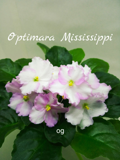 Optimara Mississippi (Holtkamp)
