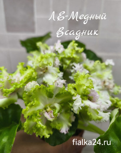 ЛЕ-Медный Всадник
