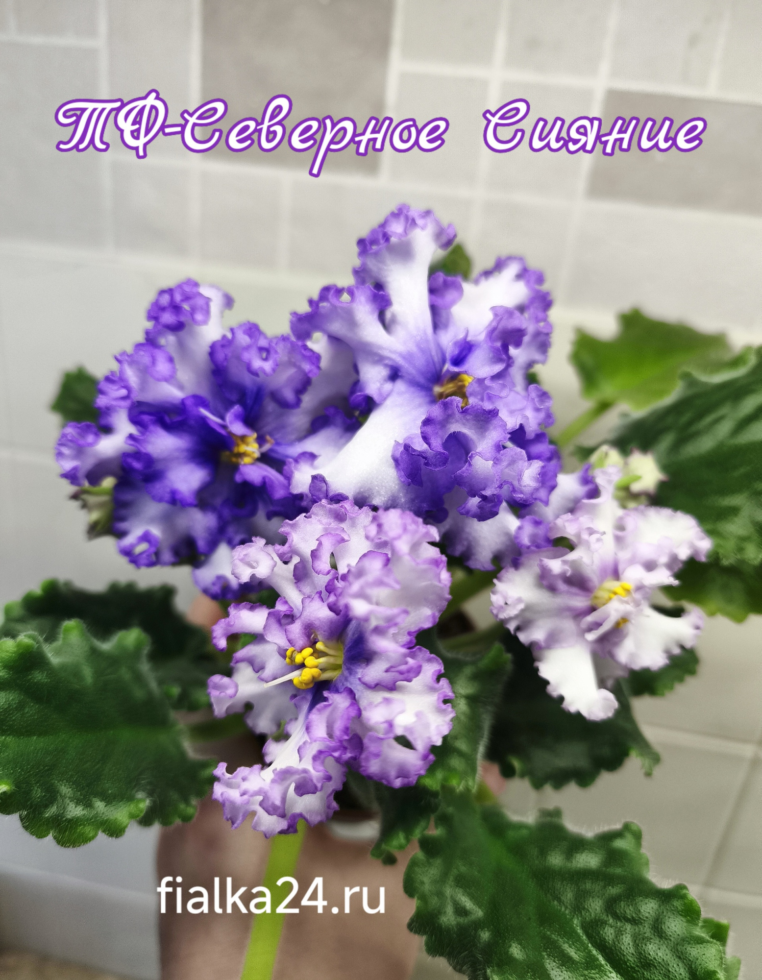 ТФ-Северное Сияние