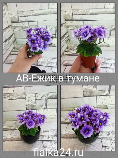 АВ-Ежик в Тумане