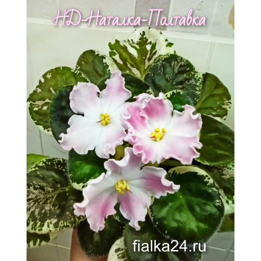 НД-Наталка-Полтавка