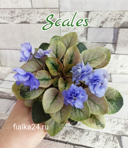 Scales