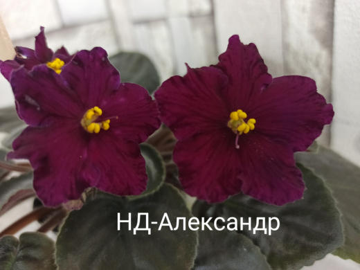 НД-Александр