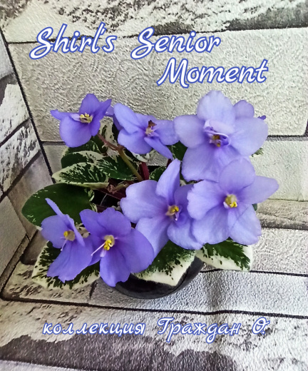 Shirl's Senior Moment (Sanders)