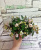 Pink Mint (Sorano)