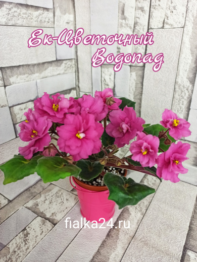 ЕК-Цветочный Водопад