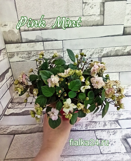 Pink Mint (Sorano)