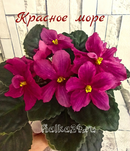 Красное Море (Шумилина/Корнев)