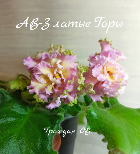 АВ-Златые Горы