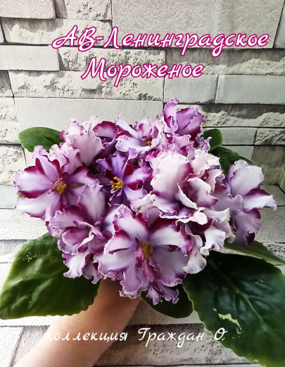 АВ-Ленинградское Мороженное