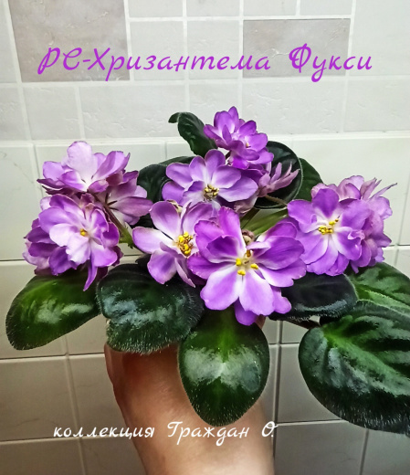 РС-Хризантема Фукси