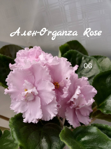 Ален-Organza Rose 
