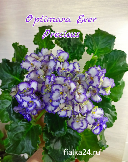 Optimara Ever Precious (Holtkamp)