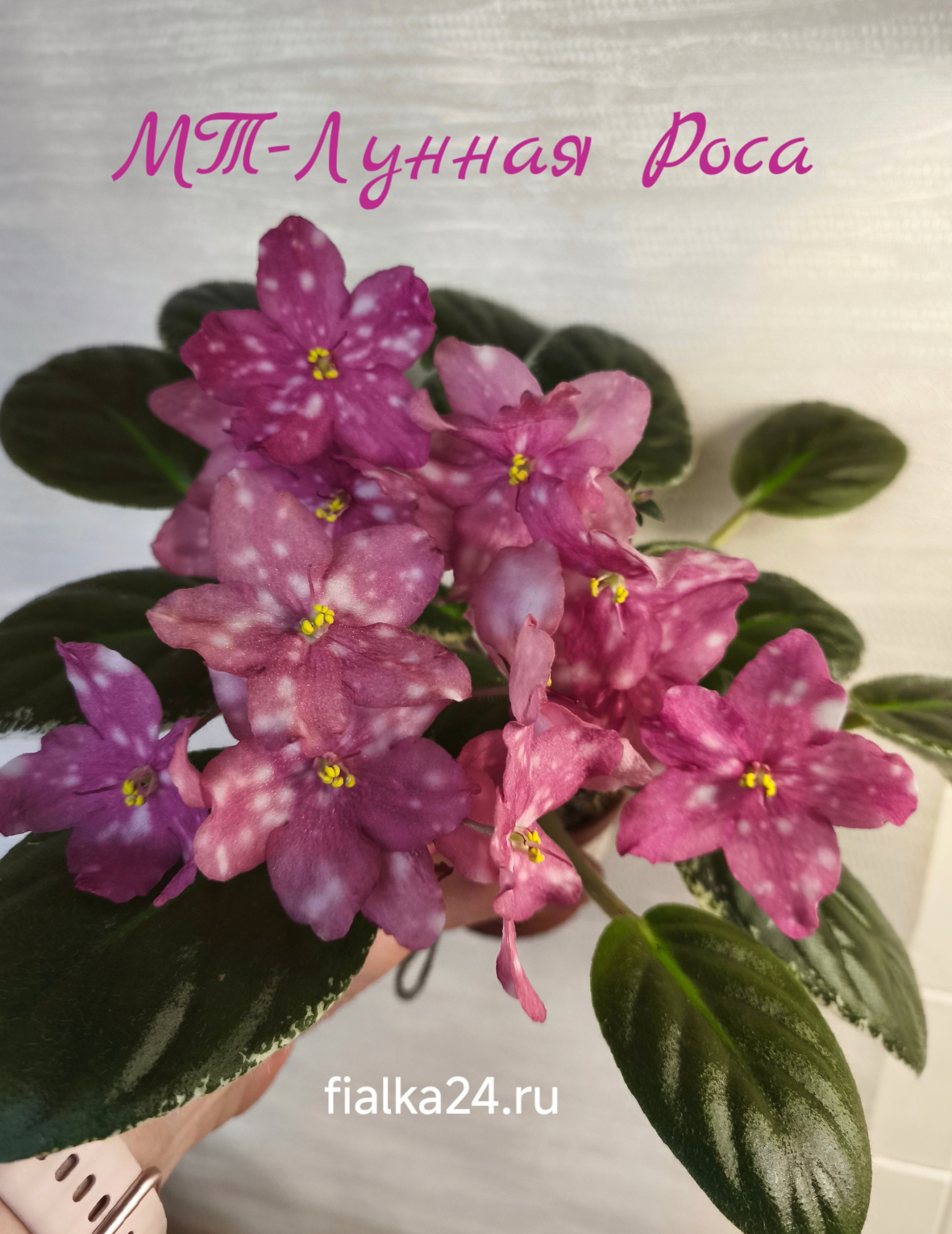 МТ-Лунная Роса