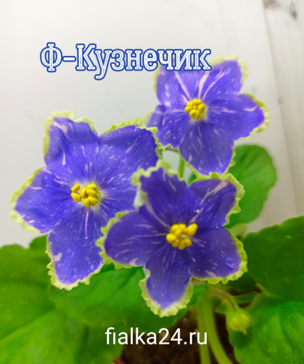 Ф-Кузнечик