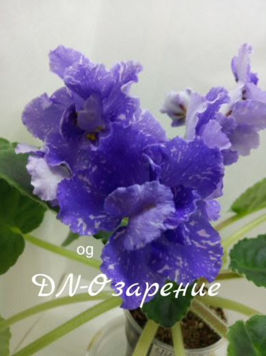 Dn - Озарение