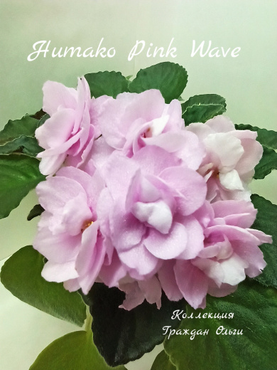 Humako Pink Wave (Humako)