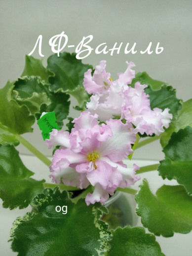 ЛФ-Ваниль