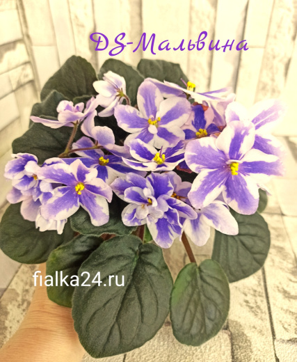 DS-Мальвина