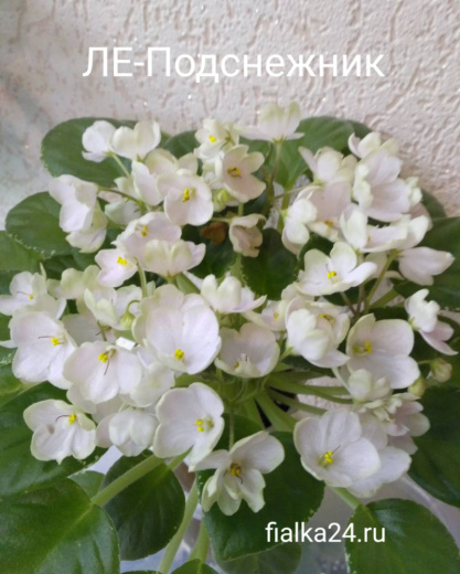 Н-Подснежник 