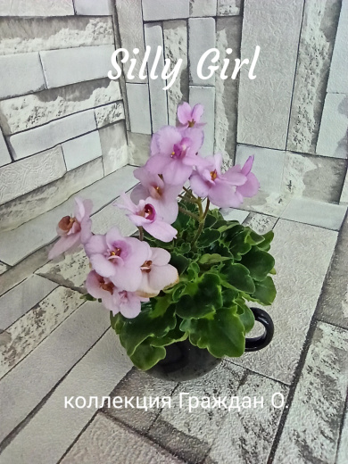 Silly Girl (LLG)
