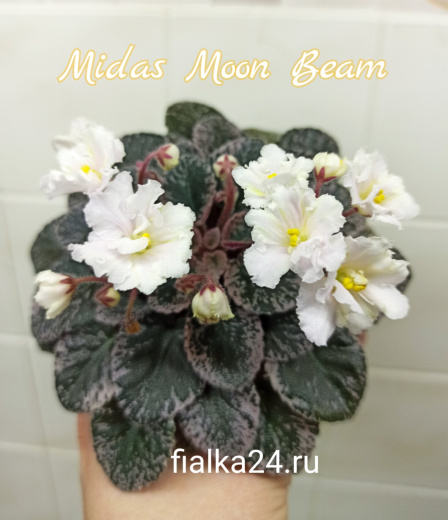 Midas Moon Beam (Pittman)